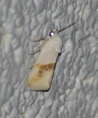Ponometia virginalis
