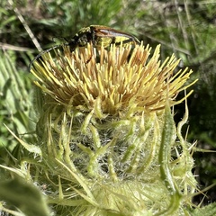 Lepturobosca