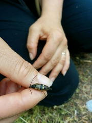 Etorofus obliteratus