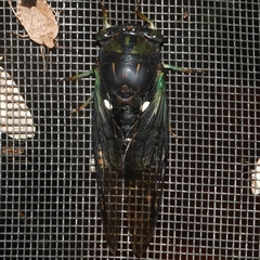 Neotibicen tibicen tibicen