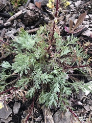 Artemisia borealis