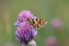Boloria pales