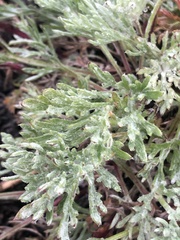 Artemisia borealis