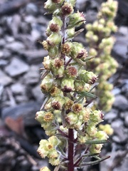 Artemisia borealis