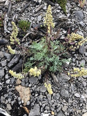 Artemisia borealis