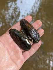 Elliptio fisheriana