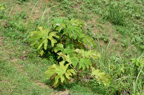 Tetrapanax papyrifer