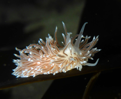 Cuthona divae