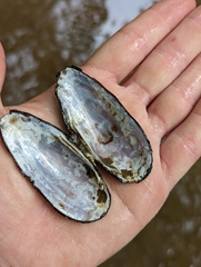 Elliptio fisheriana