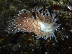 Cuthona divae