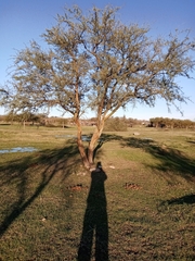Geoffroea decorticans