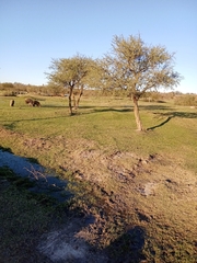 Geoffroea decorticans