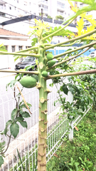 Carica papaya