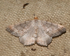 Macaria transitaria