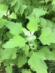 Chenopodium album