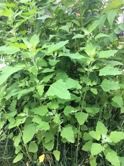 Chenopodium album