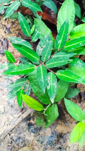 Piper consanguineum, photograph 2