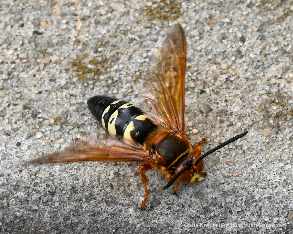 Eastern Cicada-killer Wasp From Beverly Square East, New York, United 