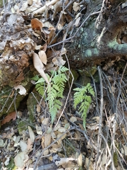 Asplenium adiantum-nigrum