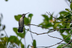 Archilochus colubris