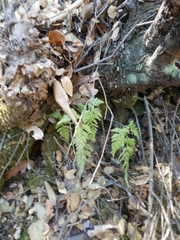 Asplenium adiantum-nigrum