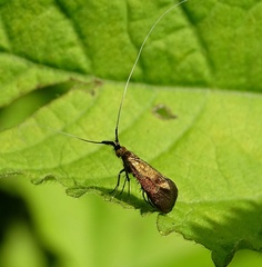 Nemophora violellus