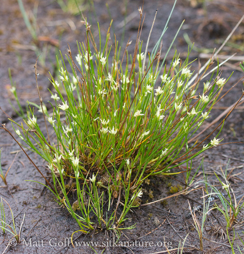 white beak-sedge