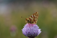 Boloria pales