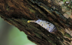 Pyrops watanabei