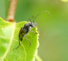 Brachyleptura