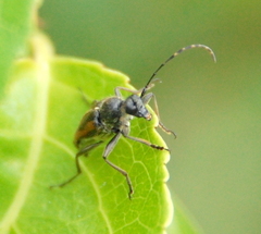 Brachyleptura