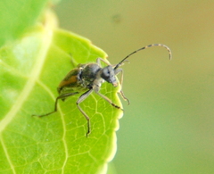 Brachyleptura
