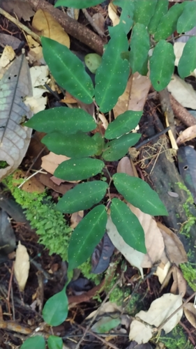 Piper consanguineum, photograph 5