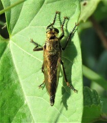 Eutolmus rufibarbis