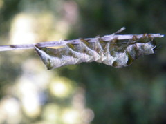 Melanchra persicariae