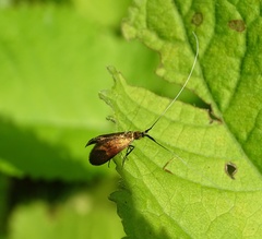 Nemophora violellus