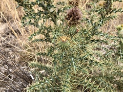 Cirsium ochrocentrum