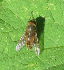 Hybomitra solstitialis