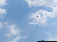 Ptyonoprogne rupestris