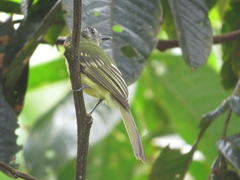 Leptopogon superciliaris