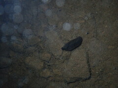 Haemopis marmorata