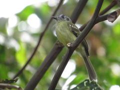 Leptopogon superciliaris