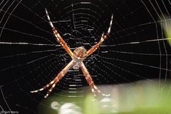 Argiope argentata