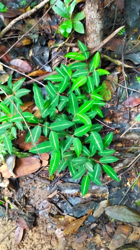 Piper consanguineum, photograph 3