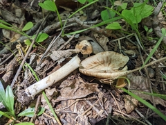 Inocybe dulciolens
