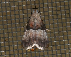 Pococera robustella