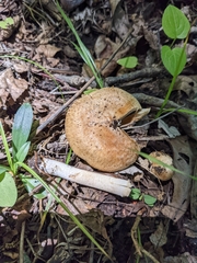 Inocybe dulciolens