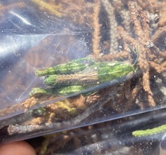 Melanoplus splendidus