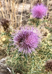 Cirsium ochrocentrum