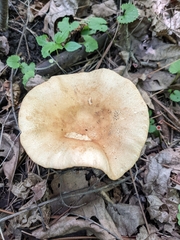Russula ballouii